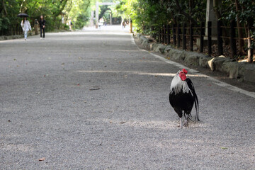 sacred rooster standing on a gravel path f Atsuta Shrine in Nagoya, Japan July 2026. © leodaphne