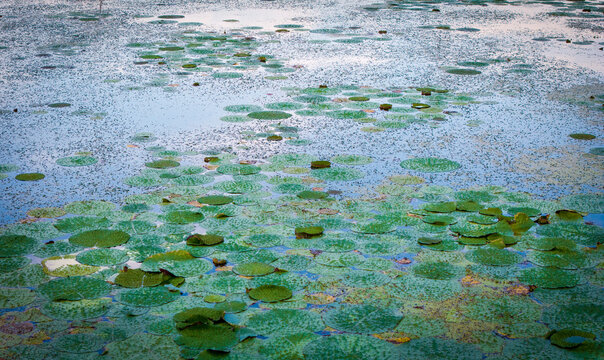 Spiky Euryale Leaves Covering Pond Surface