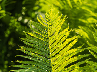 Natural green young ostrich fern or shuttlecock fern © Dmitrii Potashkin