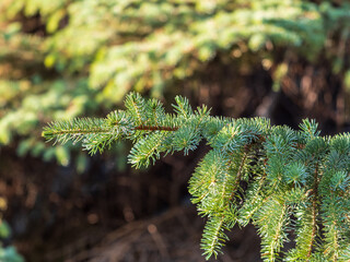 Closeup of fir branches with young buds. Spring nature concept. Fir branches with fresh shoots © Dmitrii Potashkin