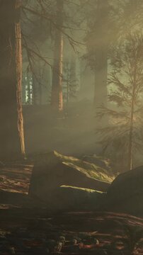Sunlight shines through tall trees in a dense forest. The ground is covered with rocks and fallen leaves. It is early morning and the air feels fresh and cool.