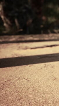In the afternoon, shadows lie upon sandy ground near trees. The sunlight shines brightly, creating a contrast between the light and dark areas. Nature surrounds this peaceful scene.