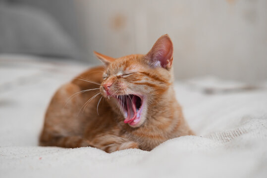 A ginger cat yawns widely while resting on a soft blanket. The scene captures a moment of relaxation in a comfortable indoor environment