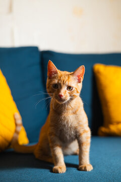 An orange cat is sitting upright on a blue sofa adorned with yellow cushions in a comfortable indoor space.
