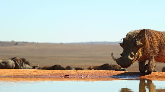 Large warthog drinking at a waterhole from a low water level perspective