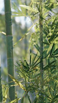 Bamboo plants stand tall in a bright area with sunlight filtering through leaves. The scene captures the dense growth of bamboo in a natural setting.