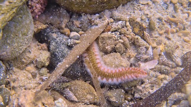 Close Up Of A Bearded Fireworm Hermodice Carunculata, Predatory Marine Worm Aggressively Invasive In The Mediterranean Sea