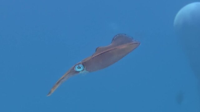 Bigfin Reef Squid Swimming Above Coral Reef In Tropical Ocean, Underwater Handheld Shot
