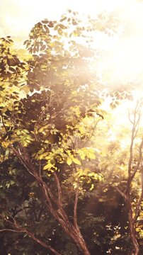 Sunlight shines through the leaves of trees in a forest. The light creates a warm glow as it illuminates the surrounding plants and branches. This scene captures a moment in nature.