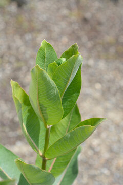 Common milkweed plant with young light green leaves growing upright on a stem against a blurry ground background - latin name - Asclepias syriaca