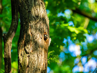 Fototapeta premium Great spotted woodpecker climbing a tree trunk in a green forest