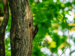 Obraz premium Great spotted woodpecker climbing a tree trunk in a green forest