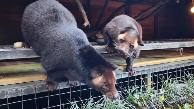 Two Asian palm civets being hand fed inside an enclosure, showing feeding behavior, close human animal interaction, and captive wildlife care.