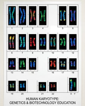 A detailed educational chart displaying a complete human karyotype with numbered chromosome pairs.