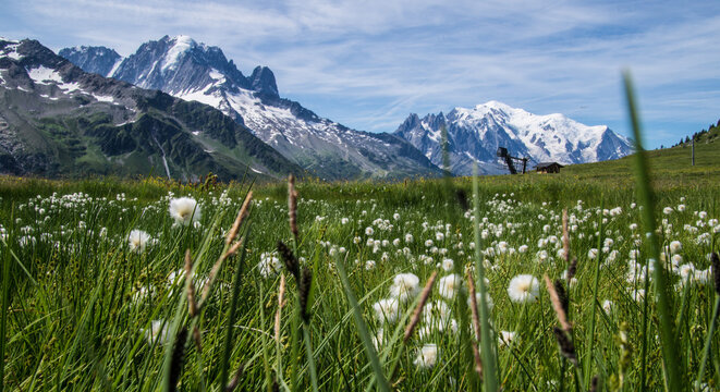 Mountains and fields with flowers in summer, showing nature and
