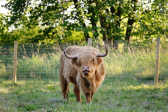 A shaggy brown highland cow in a green field