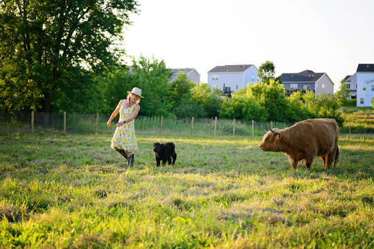 Woman in a yellow dress dances with highland cows