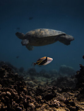 State fish & sea turtle are roaming at Turtle canyon