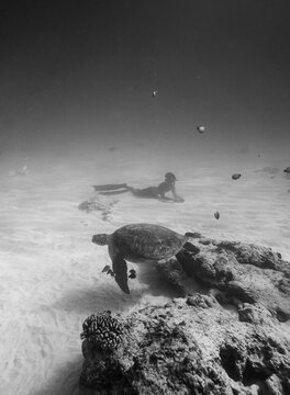 diver and the honu (sea turtle) at Turtle Canyon