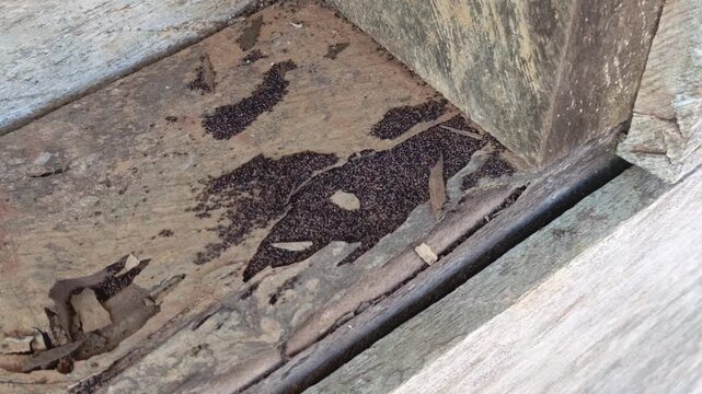 Stock video showing severe wood borer infestation on a wooden board with black frass, fecal pellets, and insect droppings scattered.