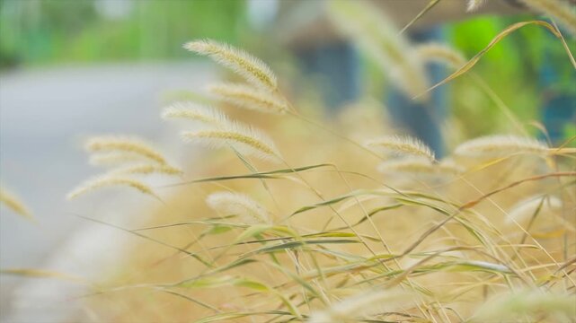 Autumn Foxtail Grass Swaying Gently in a Dry Rural Landscape