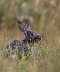 wild rabbit in the grass © Thomas Pfauth