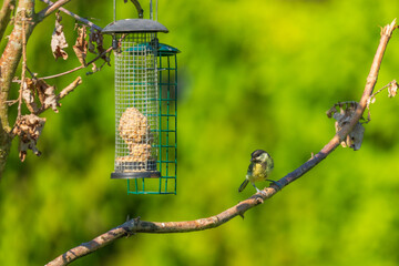 Great tit perched on a branch next to a hanging bird feeder in a garden © LeonHansenPhoto