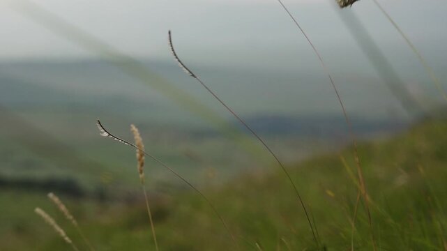 grass in front of landscape in Mpumalanga South Africa