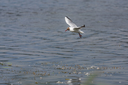 Black-headed gull flying low over the water surface during summer daylight