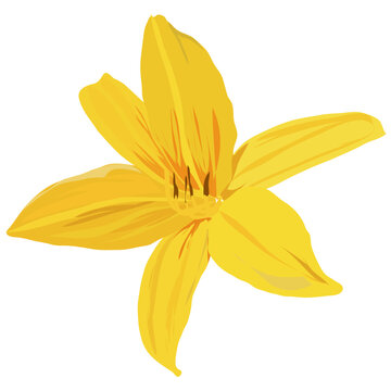 Minimalist Flat Vector Illustration of a Blooming Yellow Daylily Flower
