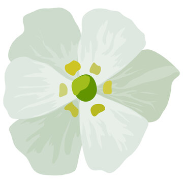 Minimalist Flat Vector Illustration of a Blooming White Skeleton Flower
