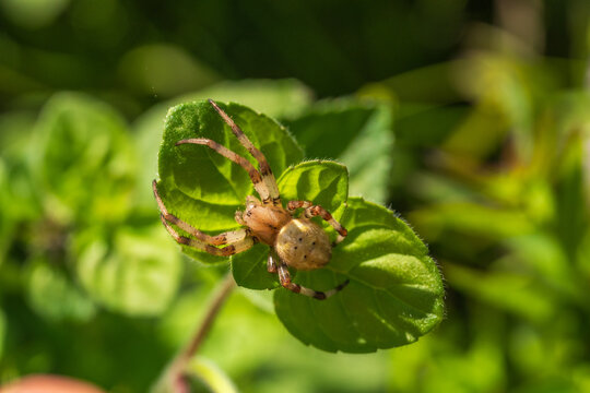 Macro photography of a marbled orb-weaver spider resting on a green mint leaf