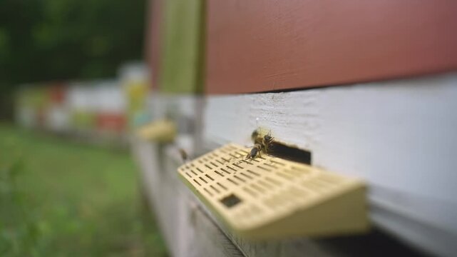 Bee fly. Honey bees at work. Bees fly and land on the entrance. Beekeeping . At the apiary. Bee yard in the forest