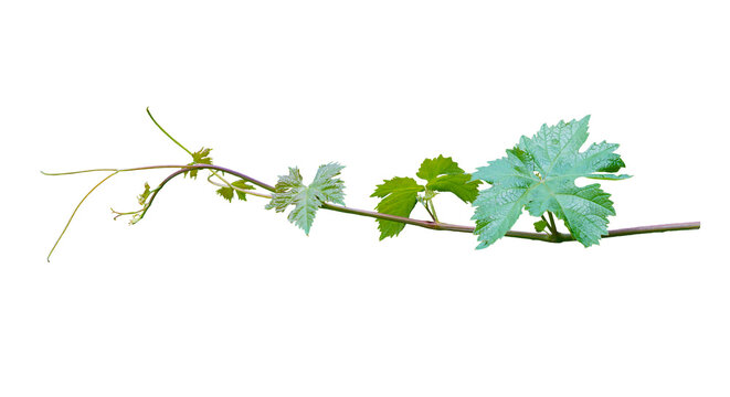 with grapevine branch and leaves