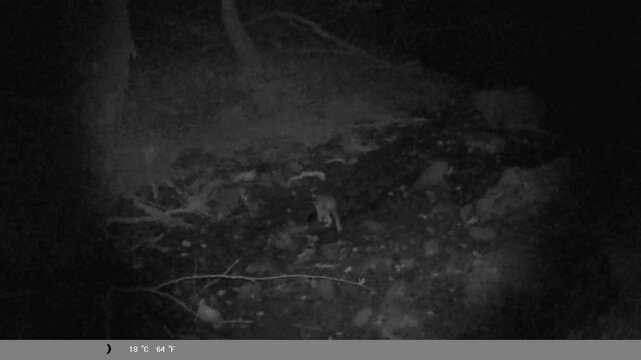 Night Vision Wildlife Camera