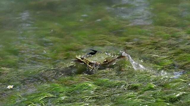 Action footage of a green water frog leaping with extended tongue to catch a flying damselfly and missing