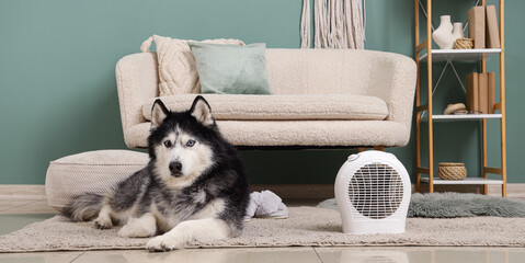 Siberian husky dog lying on a rug next to a white electric fan heater in a cozy living room interior © Pixel-Shot