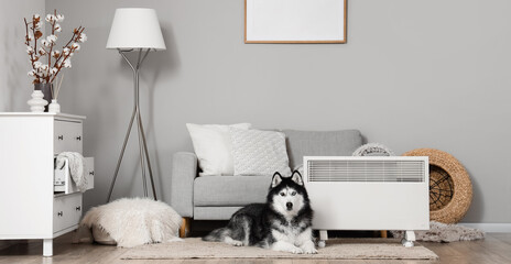 Siberian husky dog resting on a rug next to a white electric heater in a modern living room interior © Pixel-Shot