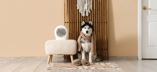 Siberian husky dog wearing a warm scarf and slippers sitting next to a portable electric heater on a stool indoors, Warmth and comfort during cold weather, pet care and domestic well-being © Pixel-Shot