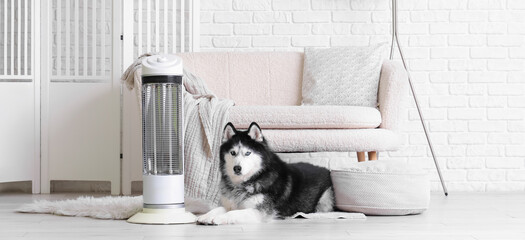 Siberian husky dog lying on the floor next to an electric heater in a cozy living room interior © Pixel-Shot