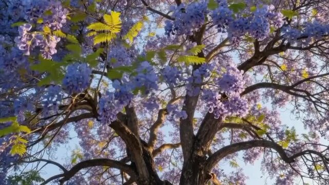 Low angle view looking up at various flowering tree canopies in full bloom with yellow purple red and white blossoms against sunny sky