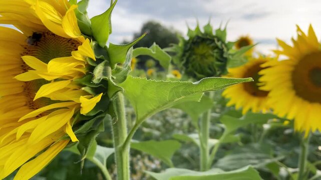 blooming sunflower field under an evening sky with rows of flowering plants stretching toward the horizon. Concept of agricultural production, sustainable cultivation and food security.