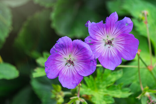 Blue and purple flowers of Geranium wallichianum