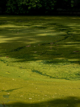 Green Algae Covered Pond Water Surface with Floating Leaves Texture