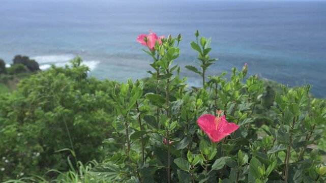 海沿いの崖に咲くピンクのハイビスカスと青い海の絶景