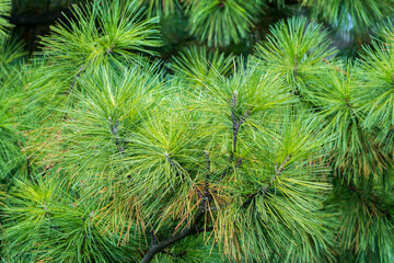 Cedar branches with long fluffy needles with a beautiful blurry background. Cedar branches with fresh shoots in spring. © Dmitrii Potashkin