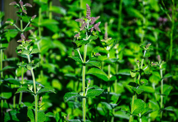 Close-up of vibrant green mint plants with small purple flowers in bloom © Irene Kulinchyk