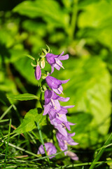 Fototapeta premium Campanula rapunculoides, creeping bellflower, or rampion bellflower