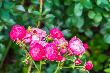 Obraz premium Beautiful red garden rose flower on a green blurred background