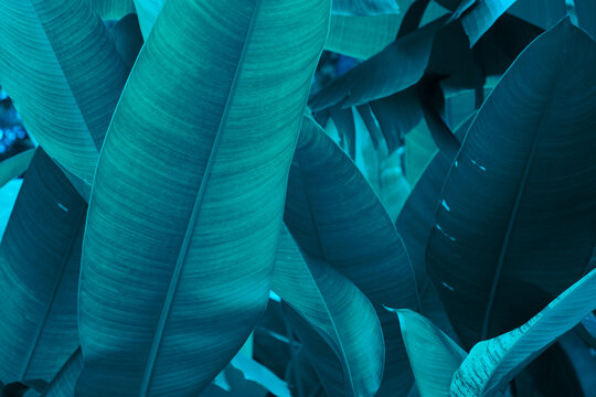 Abstract turquoise blue tropical leaves background texture